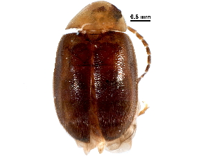  (Sacodes thoracica - BIOUG35661-B01)  @14 [ ] CreativeCommons - Attribution (2018) CBG Photography Group Centre for Biodiversity Genomics