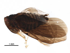  ( - BIOUG35663-E07)  @11 [ ] CreativeCommons - Attribution (2018) CBG Photography Group Centre for Biodiversity Genomics