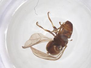  ( - BIOUG35612-G08)  @11 [ ] CreativeCommons - Attribution Share - Alike (2025) Centre for Biodiversity Genomics Centre for Biodiversity Genomics