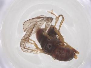  ( - BIOUG34240-C05)  @11 [ ] CreativeCommons - Attribution Share - Alike (2025) Centre for Biodiversity Genomics Centre for Biodiversity Genomics