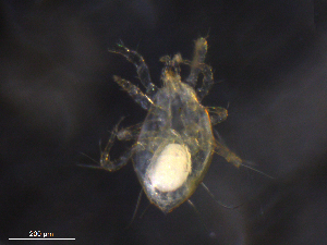 ( - BIOUG34338-A07)  @11 [ ] CreativeCommons - Attribution (2019) CBG Photography Group Centre for Biodiversity Genomics