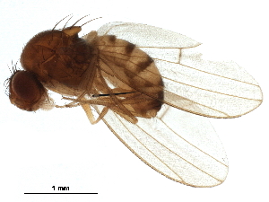  ( - BIOUG34071-C11)  @13 [ ] CreativeCommons - Attribution (2019) CBG Photography Group Centre for Biodiversity Genomics