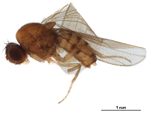  ( - BIOUG34071-E01)  @13 [ ] CreativeCommons - Attribution (2019) CBG Photography Group Centre for Biodiversity Genomics