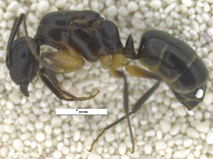  (Camponotus landolti - MACN-Bar-Ins-ct 07814)  @13 [ ] Copyright (2018) MACN Museo Argentino de Ciencias Naturales "Bernardino Rivadavia"