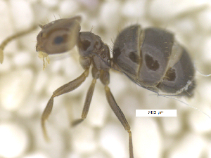  (Brachymyrmex CIP0A - MACN-Bar-Ins-ct 07958)  @11 [ ] Copyright (2018) MACN Museo Argentino de Ciencias Naturales "Bernardino Rivadavia"