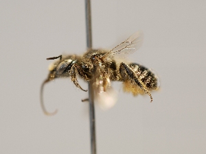  (Atoposmia anthodyta - OSAC_0001224178)  @11 [ ] CreativeCommons  Attribution (by) (2022) Pollinator Health Lab Oregon State University