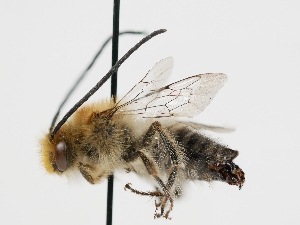  (Eucera lunata - OSAC_0001279509)  @11 [ ] CreativeCommons  Attribution (by) (2023) Pollinator Health Lab Oregon State University