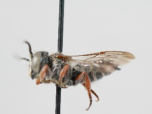  ( - OSAC_0001276005)  @11 [ ] CreativeCommons  Attribution (by) (2023) Pollinator Health Lab Oregon State University