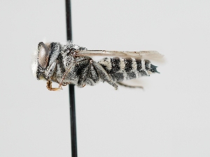  ( - OSAC_0001278605)  @11 [ ] CreativeCommons  Attribution (by) (2023) Pollinator Health Lab Oregon State University