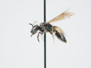  (Andrena annectens - OSAC_0001300133)  @11 [ ] CreativeCommons  Attribution (by) (2023) Pollinator Health Lab Oregon State University