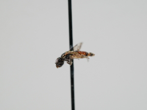  ( - OSAC_0001275655)  @11 [ ] CreativeCommons  Attribution (by) (2023) Pollinator Health Lab Oregon State University