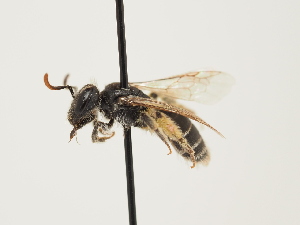  (Andrena aciculata - ORBIT_0029)  @11 [ ] nrr (2023) Unspecified Thomas Wood