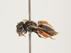  (Andrena brumanensis - ORBIT_0190)  @11 [ ] nrr (2023) Unspecified Thomas Wood