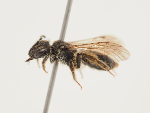  (Andrena rugothorace - ORBIT_0278)  @11 [ ] nrr (2023) Unspecified Thomas Wood