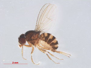  (Drosophila hydei - 14003-13)  @15 [ ] CreativeCommons - Attribution Non-Commercial Share-Alike (2013) Unspecified Naturalis Biodiversity Centre