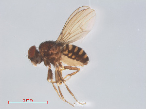  (Drosophila repleta - 14003-24)  @14 [ ] CreativeCommons - Attribution Non-Commercial Share-Alike (2013) Unspecified Naturalis Biodiversity Centre