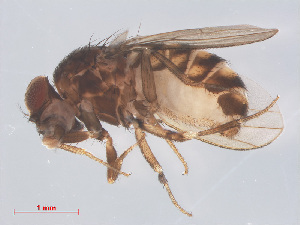  (Drosophila repleta - 14003-31)  @14 [ ] CreativeCommons - Attribution Non-Commercial Share-Alike (2013) Unspecified Naturalis Biodiversity Centre