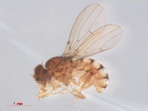  (Drosophila mercatorum - 14003-38)  @13 [ ] CreativeCommons - Attribution Non-Commercial Share-Alike (2013) Unspecified Naturalis Biodiversity Centre