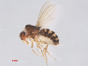  ( - 14003-43)  @13 [ ] CreativeCommons - Attribution Non-Commercial Share-Alike (2013) Unspecified Naturalis Biodiversity Centre