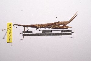  ( - LopeORT14-045)  @11 [ ] CreativeCommons - Attribution Non-Commercial Share-Alike (2014) Nicolas Moulin Nicolas Moulin entomologie