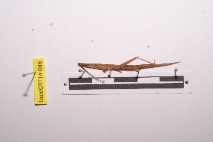  ( - LopeORT14-046)  @11 [ ] CreativeCommons - Attribution Non-Commercial Share-Alike (2014) Nicolas Moulin Nicolas Moulin entomologie