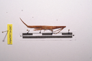  ( - LopeORT14-047)  @11 [ ] CreativeCommons - Attribution Non-Commercial Share-Alike (2014) Nicolas Moulin Nicolas Moulin entomologie