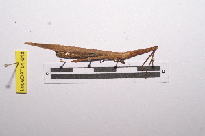  ( - LopeORT14-048)  @11 [ ] CreativeCommons - Attribution Non-Commercial Share-Alike (2014) Nicolas Moulin Nicolas Moulin entomologie