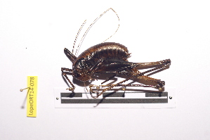 (Apteroscirtus - LopeORT14-078)  @11 [ ] CreativeCommons - Attribution Non-Commercial Share-Alike (2014) Nicolas Moulin Nicolas Moulin entomologie