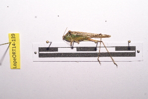  ( - LopeORT14-139)  @13 [ ] CreativeCommons - Attribution Non-Commercial Share-Alike (2014) Nicolas Moulin Nicolas Moulin entomologie