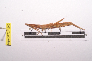  ( - LopeORT14-140)  @13 [ ] CreativeCommons - Attribution Non-Commercial Share-Alike (2014) Nicolas Moulin Nicolas Moulin entomologie