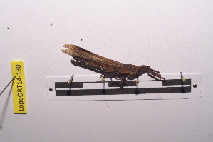  ( - LopeORT14-180)  @11 [ ] CreativeCommons - Attribution Non-Commercial Share-Alike (2014) Nicolas Moulin Nicolas Moulin entomologie