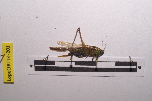 ( - LopeORT14-201)  @13 [ ] CreativeCommons - Attribution Non-Commercial Share-Alike (2014) Nicolas Moulin Nicolas Moulin entomologie