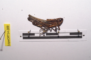  (Tylotropidius gracilipes - LopeORT14-209)  @13 [ ] CreativeCommons - Attribution Non-Commercial Share-Alike (2014) Nicolas Moulin Nicolas Moulin entomologie