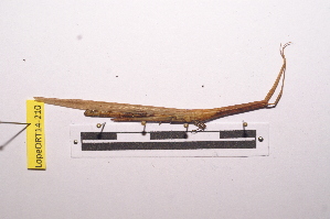  ( - LopeORT14-210)  @13 [ ] CreativeCommons - Attribution Non-Commercial Share-Alike (2014) Nicolas Moulin Nicolas Moulin entomologie