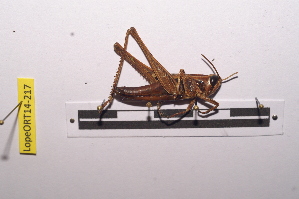  (Tylotropidius patagiatus - LopeORT14-217)  @13 [ ] CreativeCommons - Attribution Non-Commercial Share-Alike (2014) Nicolas Moulin Nicolas Moulin entomologie