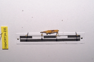  ( - LopeORT14-235)  @11 [ ] CreativeCommons - Attribution Non-Commercial Share-Alike (2014) Nicolas Moulin Nicolas Moulin entomologie