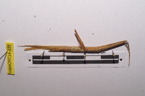  ( - LopeORT14-239)  @13 [ ] CreativeCommons - Attribution Non-Commercial Share-Alike (2014) Nicolas Moulin Nicolas Moulin entomologie