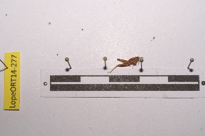  ( - LopeORT14-277)  @12 [ ] CreativeCommons - Attribution Non-Commercial Share-Alike (2014) Nicolas Moulin Nicolas Moulin entomologie