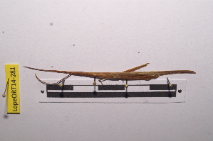  ( - LopeORT14-281)  @13 [ ] CreativeCommons - Attribution Non-Commercial Share-Alike (2014) Nicolas Moulin Nicolas Moulin entomologie