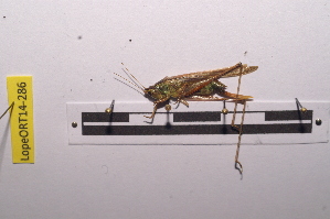  ( - LopeORT14-286)  @13 [ ] CreativeCommons - Attribution Non-Commercial Share-Alike (2014) Nicolas Moulin Nicolas Moulin entomologie