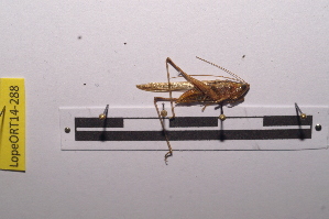  ( - LopeORT14-288)  @13 [ ] CreativeCommons - Attribution Non-Commercial Share-Alike (2014) Nicolas Moulin Nicolas Moulin entomologie