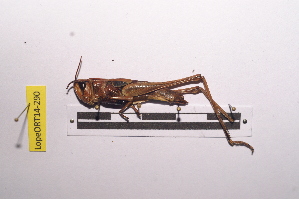  (Tylotropidius didymus - LopeORT14-290)  @11 [ ] CreativeCommons - Attribution Non-Commercial Share-Alike (2014) Nicolas Moulin Nicolas Moulin entomologie