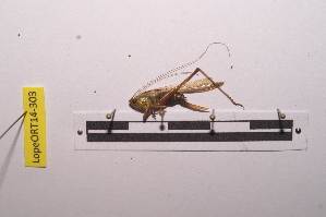  ( - LopeORT14-303)  @13 [ ] CreativeCommons - Attribution Non-Commercial Share-Alike (2014) Nicolas Moulin Nicolas Moulin entomologie