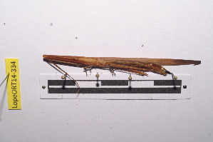  ( - LopeORT14-334)  @13 [ ] CreativeCommons - Attribution Non-Commercial Share-Alike (2014) Nicolas Moulin Nicolas Moulin entomologie