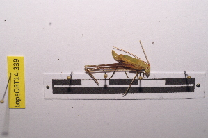  ( - LopeORT14-339)  @13 [ ] CreativeCommons - Attribution Non-Commercial Share-Alike (2014) Nicolas Moulin Nicolas Moulin entomologie