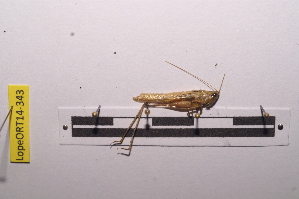  ( - LopeORT14-343)  @13 [ ] CreativeCommons - Attribution Non-Commercial Share-Alike (2014) Nicolas Moulin Nicolas Moulin entomologie