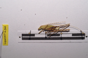  ( - LopeORT14-344)  @11 [ ] CreativeCommons - Attribution Non-Commercial Share-Alike (2014) Nicolas Moulin Nicolas Moulin entomologie