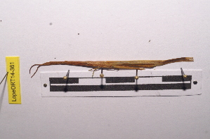  (Cannula - LopeORT14-361)  @13 [ ] CreativeCommons - Attribution Non-Commercial Share-Alike (2014) Nicolas Moulin Nicolas Moulin entomologie