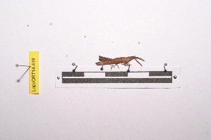  ( - LopeORT14-419)  @11 [ ] CreativeCommons - Attribution Non-Commercial Share-Alike (2014) Nicolas Moulin Nicolas Moulin entomologie