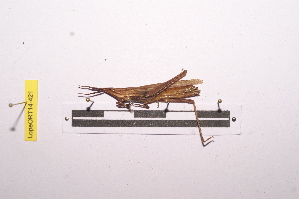  ( - LopeORT14-421)  @11 [ ] CreativeCommons - Attribution Non-Commercial Share-Alike (2014) Nicolas Moulin Nicolas Moulin entomologie